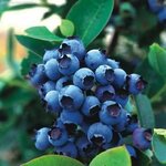 Роза Бременские музыканты саженец - Изображение 2