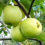 Саженцы Крыжовник Колобок (темно-красный, слабошипный) ( 2 года , С2 , 20-40 см ) - Изображение 3