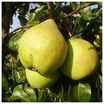 AGROVIDA Саженец Гортензия метельчатая Ваниль Фрайз - Изображение 3