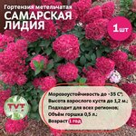 Семена растения хризантема инодорум наряд невесты - Изображение 5