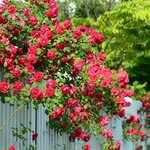 Саженцы Крыжовник Колобок (темно-красный, слабошипный) ( 2 года , С2 , 20-40 см ) - Изображение 4